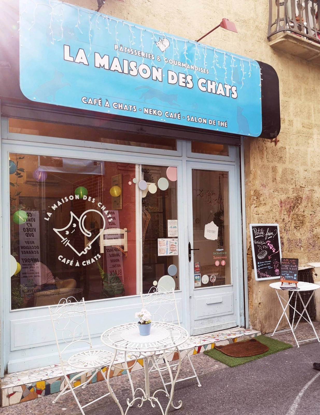 Bar a chat Montpellier  Montpellier 34000  La maison des chats