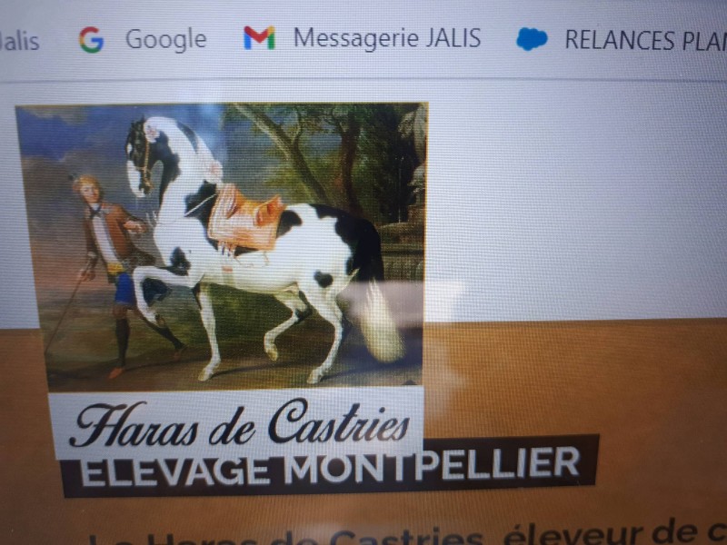 Où trouver un centre équestre éleveur de chevaux près de Castries dans l'Hérault